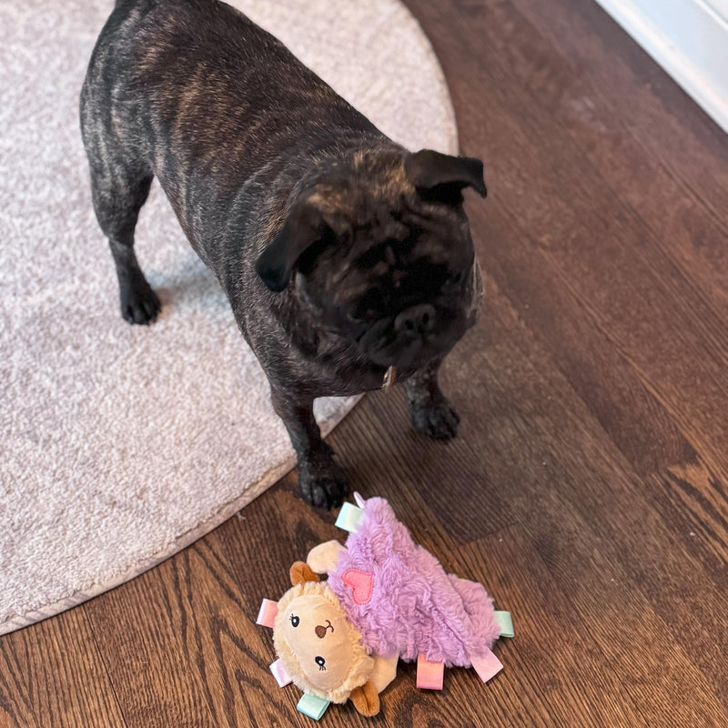 SPOT Soothers- Tabbie Lambie Dog Toy-Separation Anxiety Toys for Dogs, Stuffing Free, Scented with Calming Lavender Fragrance Beads to Safely Calm and Relax Dogs and Puppies, 8in - PawsPlanet Australia