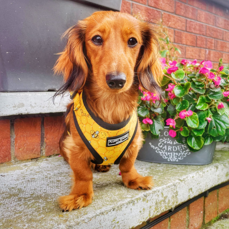 Bee Pattern Yellow Dog Harness No Pull Adjustable Puppy Cat Honeycomb Design Vest Harness Small Dog Breathable Soft Padded Pet Chest Strap (Extra small) Extra small