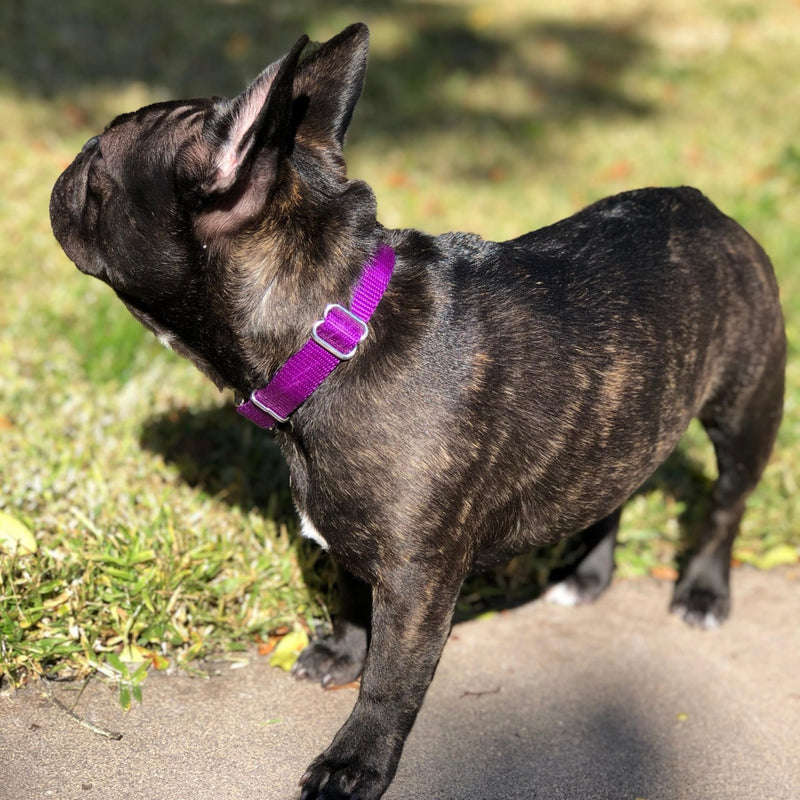 Country Brook Petz - Martingale Dog Collar - Heavy-Duty Training Collar with No Buckle - Service Dog Collar for All Pups - 10+ Cool Colors (Purple, 1 Inch, Medium) Medium (Pack of 1) Purple - PawsPlanet Australia