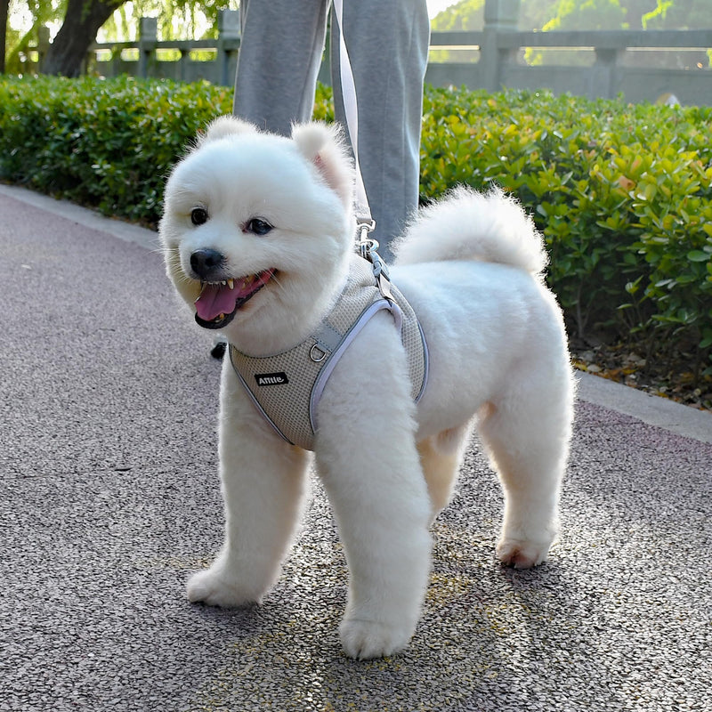 AIITLE No Pull Dog Harness and Leash Set, Step in Adjustable Dog Harness with Padded Vest for All Weather, Reflective Pet Harness, Easy to Put on Small Dogs Beige S S(Chest: 13.5 - 16") - PawsPlanet Australia