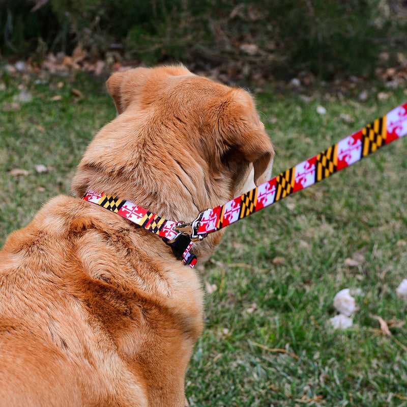 Native Pup Maryland Flag Dog Leash (Maryland) 6 feet