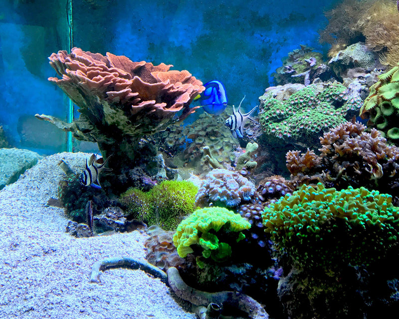 Seachem Reef Kalkwasser 250gram 250 GRAM