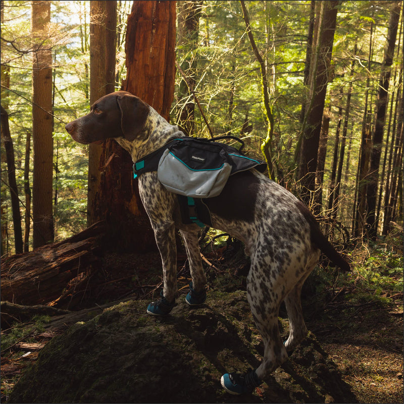 Adventure Backpack - Teal - M - PawsPlanet Australia