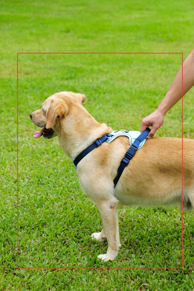 3 in 1 No Pull Dog Harness Leash and Collar Set, Soft Adjustable Dogs Vest Reflective and Comfortable Handle Blue Small S(Neck:13-18",Chest:18-21") 22-43 lbs - PawsPlanet Australia