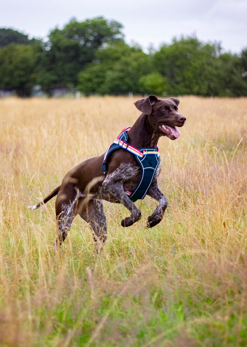 Rosewood x Joules Rainbow Stripe Dog Harness, Medium, Adjustable Padded Reflective Harness with Handle for Walking, Training & Control for Medium Dogs - PawsPlanet Australia