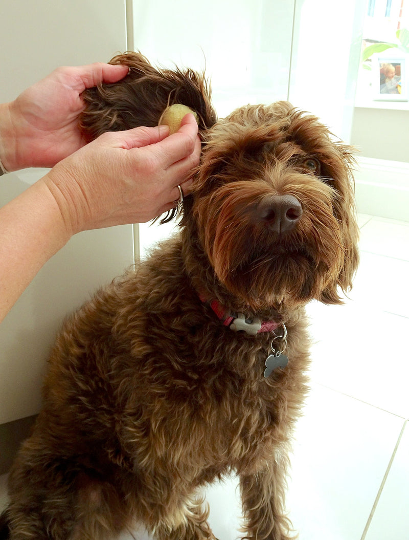 Sea Sponges for Dogs - Luxury Canine Bath Care, for Pet Grooming, Soft & Gentle Pampering - PawsPlanet Australia