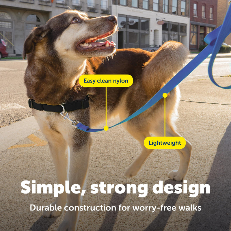 PetSafe Nylon Leash - Chew-Resistant Cat & Dog Behavioral Training Leash - Compatible with Easy-Walk Harness - Traditional-Style Reliable Pet Lead with a Padded Hand Wrap - 1" x 4' - Royal Blue - PawsPlanet Australia