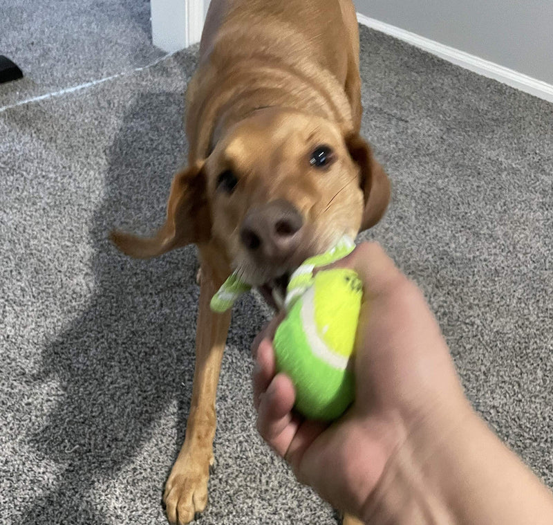 Dog Toys Rope Large Dog Chew Toys, Indestructible Rope Dog Toys Tough Dog Toys for Aggressive Chewers Large Breed, Medium Dogs, Cotton Puppy Teething Chew Tug Toy Ball Rope - PawsPlanet Australia