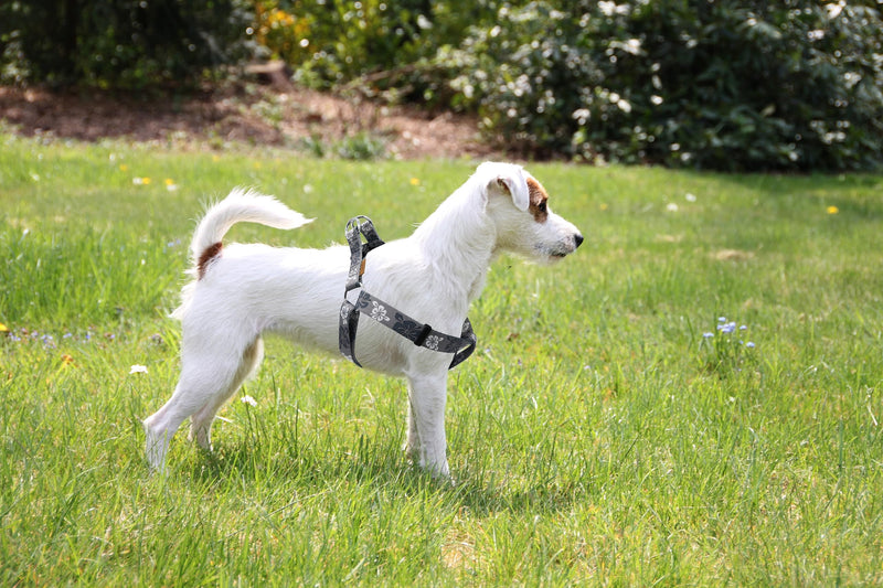 Dog Halter Harness and Leash Set, Cute Floral Patterns, Soft and Adjustable Harness, Step in, Anti-Choke — Perfect for Walking (Harness Leash Set (Grey), S (Chest 13-22")) Grey S (Chest 13-22") Harness Leash Set - PawsPlanet Australia
