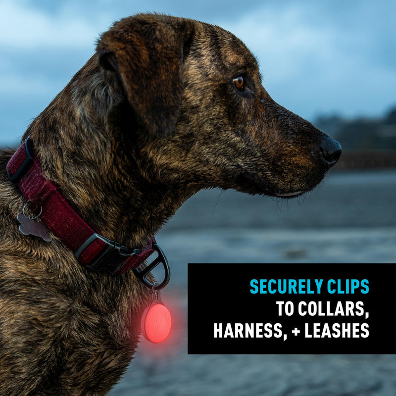 Nite Ize SpotLit Splash Waterproof Rechargeable Collar Light - Supports Visibility on Night Walks - Four Colors in Glow, Flash or Color-Changing Disc-O Mode - Waterproof & Submersible - Disc-O Tech