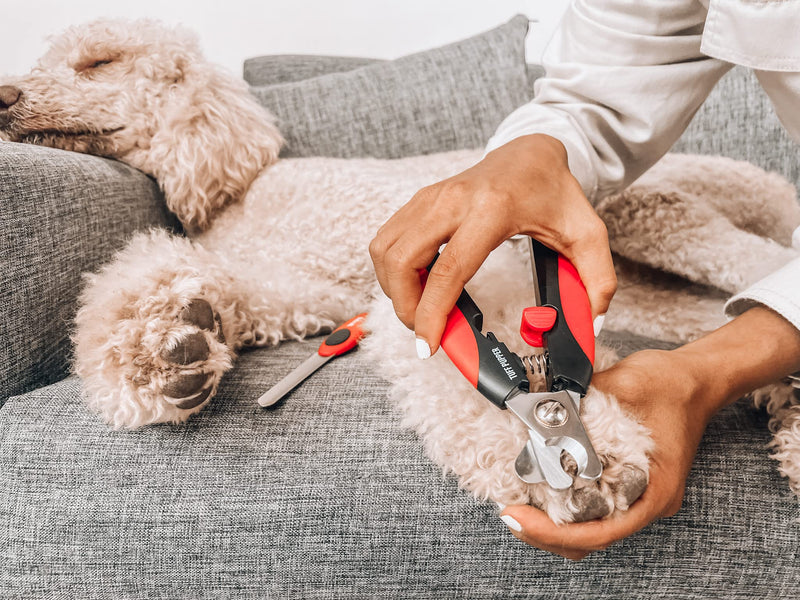 Tuff Pupper Dog Nail Clipper | Bonus Free Nail File | Razor Sharp Stainless Steel Blades | Protective Safety Guard Prevents Over-Cutting | Sturdy Non Slip Handles for Safe Grooming | Medium Large Dogs - PawsPlanet Australia