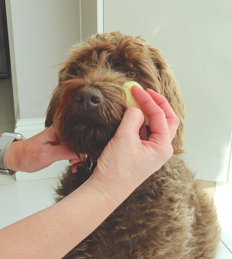 Sea Sponges for Dogs - Luxury Canine Bath Care, for Pet Grooming, Soft & Gentle Pampering - PawsPlanet Australia