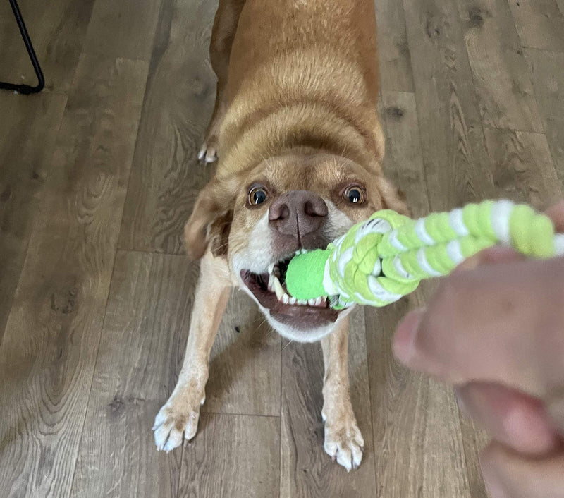 Dog Toys Rope Large Dog Chew Toys, Indestructible Rope Dog Toys Tough Dog Toys for Aggressive Chewers Large Breed, Medium Dogs, Cotton Puppy Teething Chew Tug Toy Ball Rope - PawsPlanet Australia