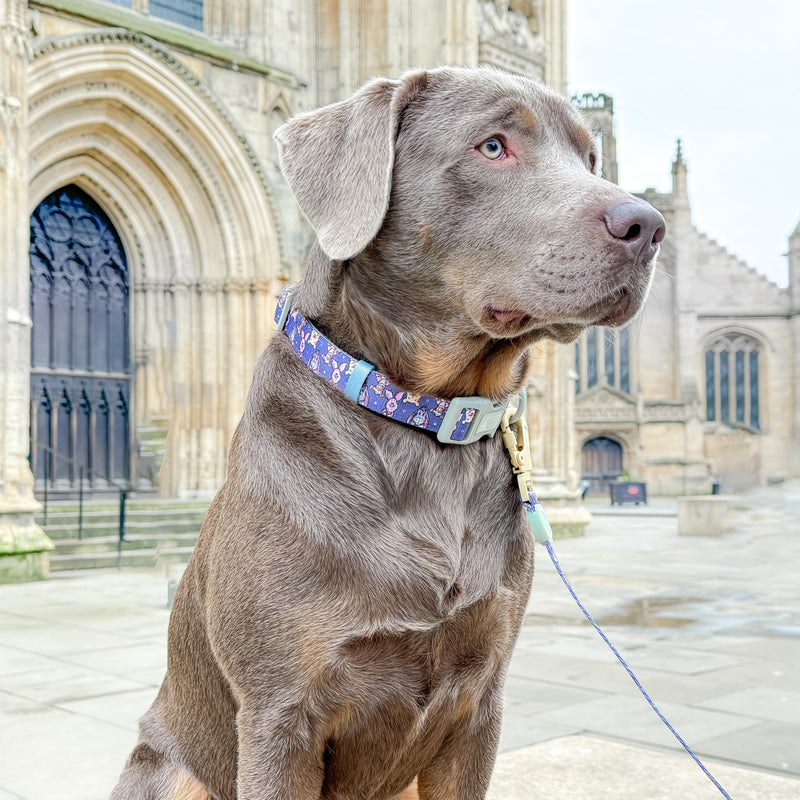Pawsome Paws Boutique Winnie + Friends Medium Adjustable Disney Collar with Soft Lining and Secure D-Ring - PawsPlanet Australia