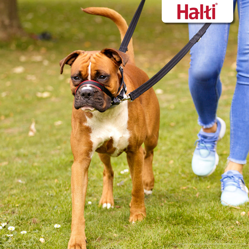 HALTI Optifit Headcollar - To Stop Your Dog Pulling on the Leash. Adjustable, Reflective and Lightweight, with Padded Nose Band. Dog Training Anti-Pull Collar for Medium Dogs (Size Medium) - PawsPlanet Australia