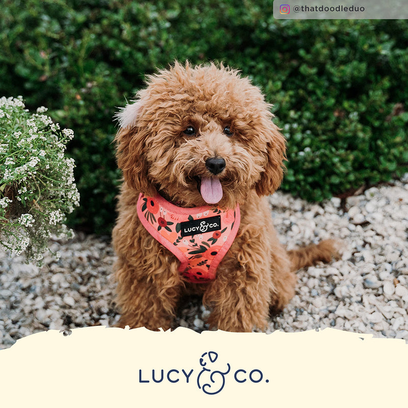 Lucy & Co. Reversible Dog Harness Walking Halter - Best Designer Pet Harnesses for Extra Small Medium Large XL Dogs Plus Pug Breeds - Padded Adjustable Puppy Vest for Easy Walking X-Large The Posy Pink Reversible Dog Harness - PawsPlanet Australia