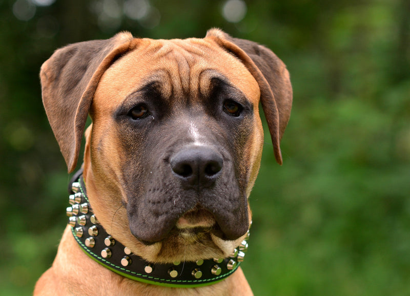 Bestia "Stud Genuine Leather Big Dogs Collar. 2.5 inch Wide. Soft Padded. Very Durable and Comfortable. Handcrafted Guaranteed. Pitbull. Cane Corso. Rottweiler. Bully. Amstaff. L- fits a neck of 19.7 to 22.6 inch Red Cushion - PawsPlanet Australia