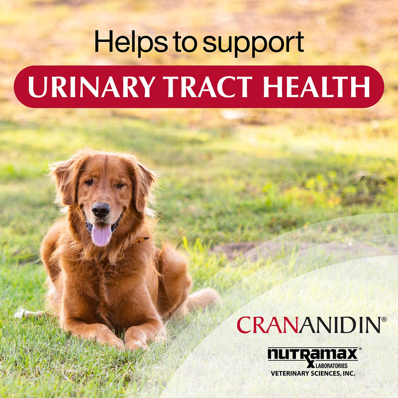 Nutramax Laboratories Crananidin Cranberry Extract Urinary Tract Health Supplement for Dogs, 75 Chewable Tablets 75 Count - PawsPlanet Australia