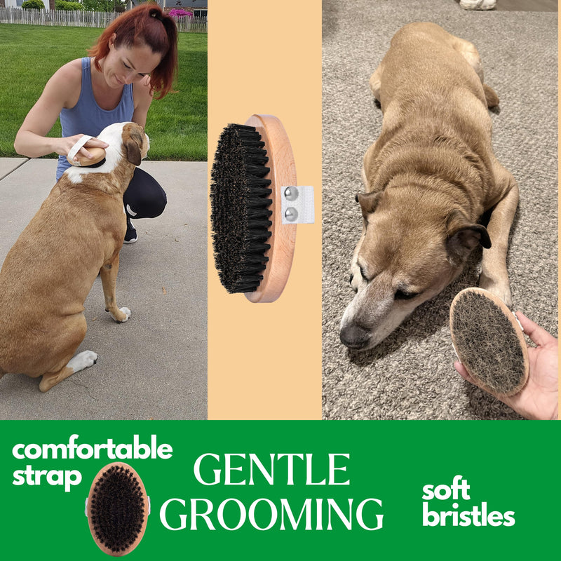 GranNaturals Soft Bristle Dog Brush for Short Haired Dogs & Cats w/Strap - Wooden Handle & Gentle Boar Bristles for Deshedding, Smoothing and Grooming Pet Hair Fur to Give Naturally Shiny Coat - PawsPlanet Australia