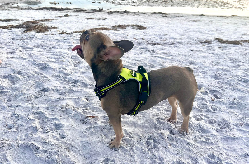 Funny Fur Grace - Neon Green Adjustable Heavy Duty Escape-Proof Harness, No Pull Design - Ideal for Medium Dogs - M Size #funnyfurgrace - PawsPlanet Australia