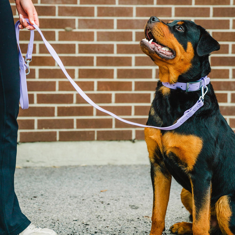 Waterproof Dog Leash | BearBone Double Ended Dog Leash | PVC Rubber Dog Leash with Dual Clip for Versatility | Lilac Dog Leash for Small Dogs (Lilac, Small) - PawsPlanet Australia