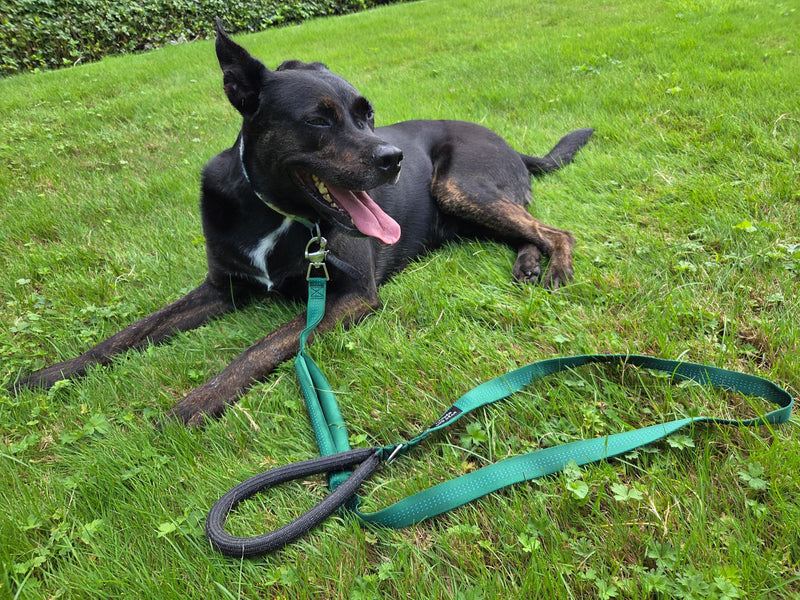 Heavy-Duty 6ft Dog Leash – Quick Release Snap, Dyneema Handle, Waterproof, 316 Stainless, Handmade USA (Hunter Green) Hunter Green - PawsPlanet Australia