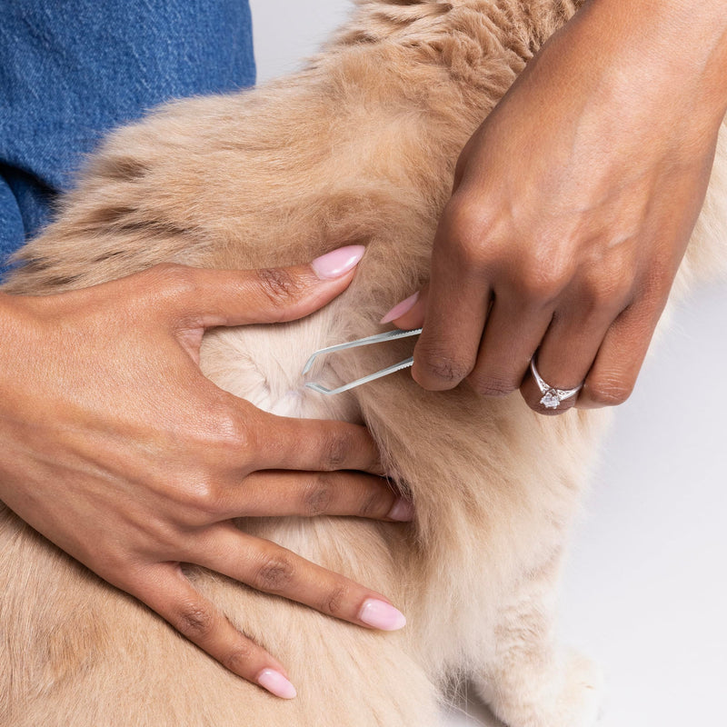 Tweezerman Dog and Cat At Home Tick Removal Tweezer for Pets - PawsPlanet Australia