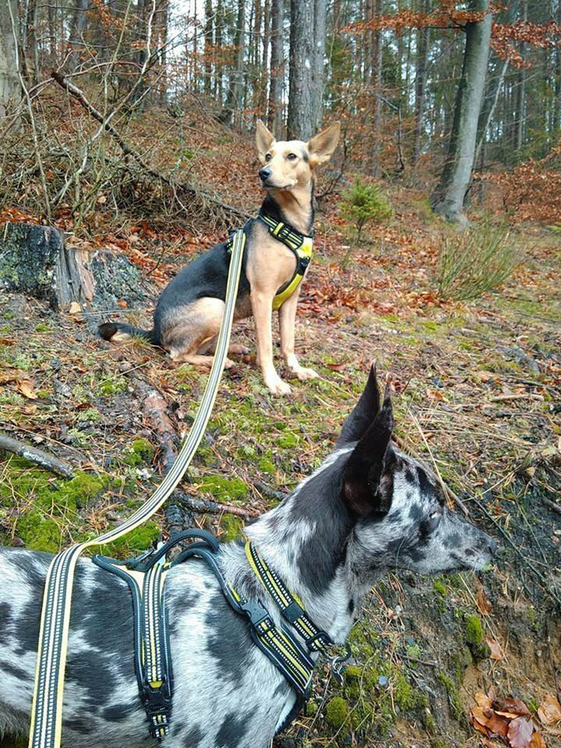 Truelove Reflective Dog Leash Puppy Walking Lead, Padded Pet Chain Rope Length 110cm Truelove TLL2111 Large Neon Yellow - PawsPlanet Australia