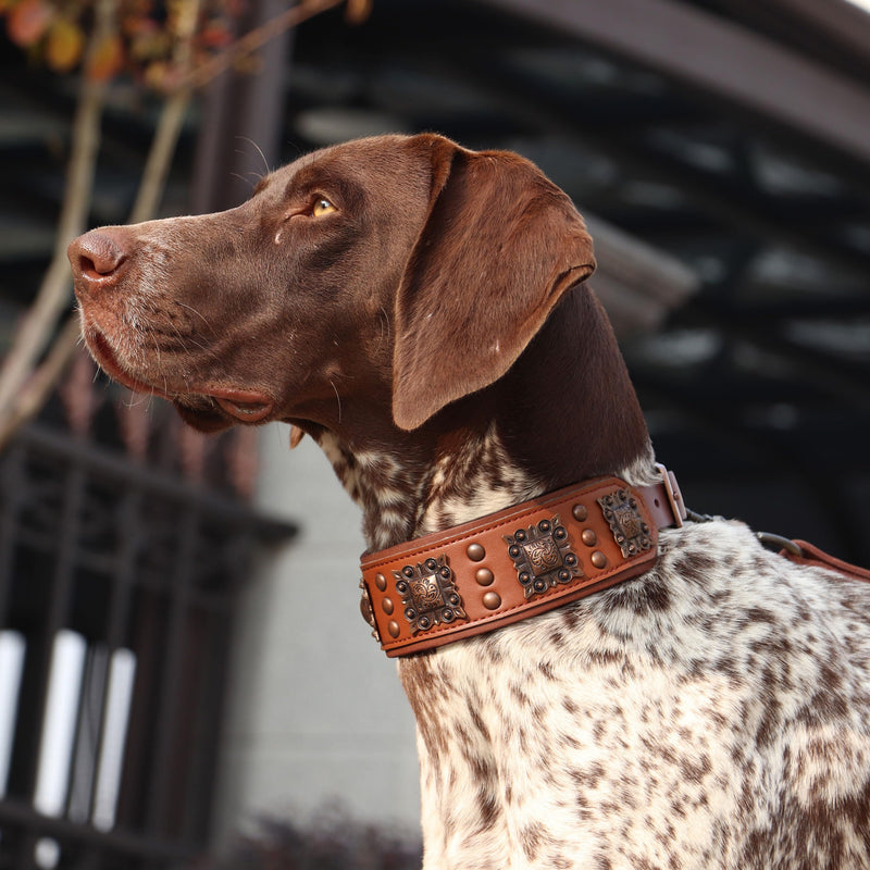 PET ARTIST Stylish Genuine Leather Dog Collar,2 inch Wide Soft Padded Leather Dog Collar for Medium & Large Dogs,Hand Made with Rivet Studded,Brown,Neck 19-22" L:Neck 19"-22"(47-55CM),Width 2" Brown - PawsPlanet Australia