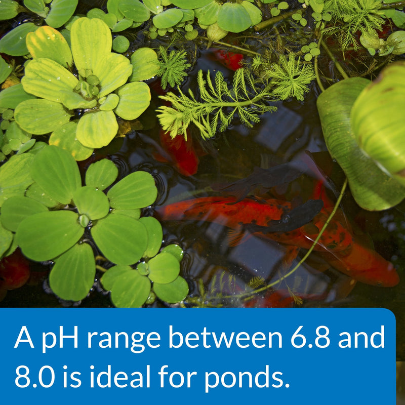 API POND pH UP Pond Water pH Raising Solution 16-Ounce Bottle - PawsPlanet Australia