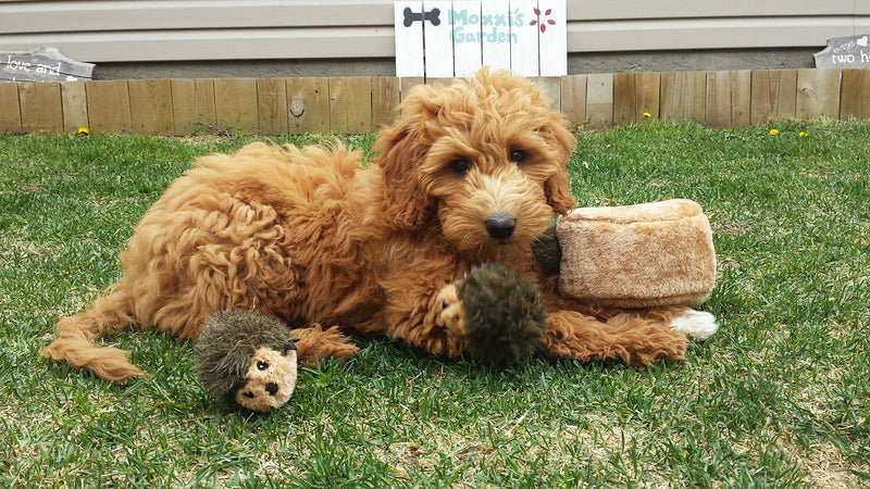 ZippyPaws Burrow - Interactive Dog Toys for Boredom - Hide and Seek Dog Toys, Colorful Squeaky Dog Toys for Small & Medium Dogs, Plush Dog Puzzles - Hedgehog Den - PawsPlanet Australia