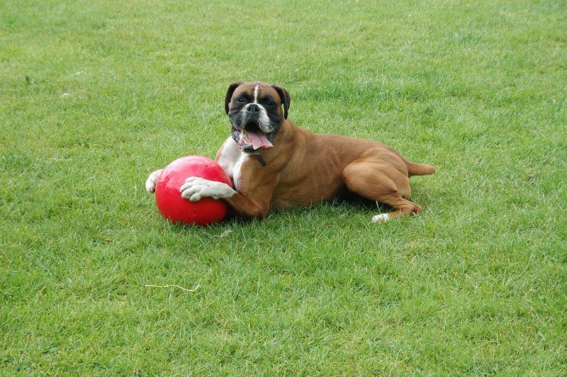 BOOMER BALL 8 inch, Virtually Indestructible Best Dog Toy, Boredom Busting Football, Tough & Durable Large Dog Ball, Floats on Water, Great for Mental Stimulation & High Energy Dogs, Assorted Colours - PawsPlanet Australia