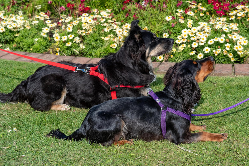 Walk-Through S/M Dog Harness - Soft, Gentle & Secure - Adjustable Fit, Single Lead Attachment Practical Dog Training & Behaviour Aid - Made in Britain - Purple - PawsPlanet Australia