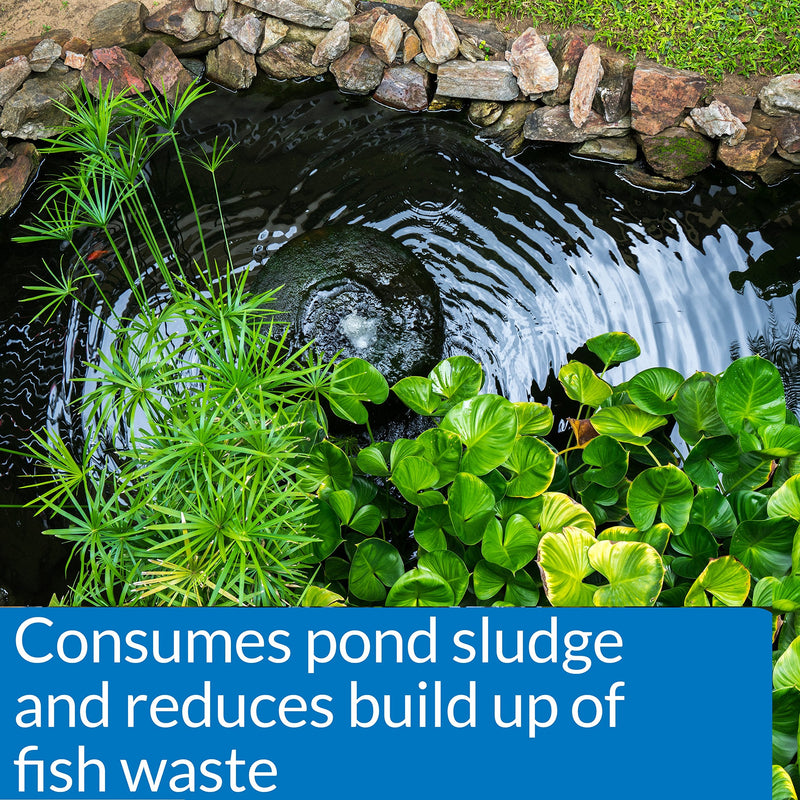 API POND-ZYME SLUDGE DESTROYER Pond Cleaner With Natural Pond Bacteria And Barley, 1-Pound Container - PawsPlanet Australia