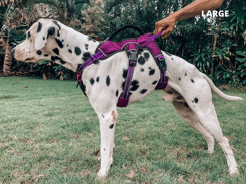 Tuff Pupper Escape Proof No Escape Dog Harness | 5 Point Adjustable Fit Harness for Dogs | Padded Dog Harnesses | Handle Dog Lift Harnesses Large Purple - PawsPlanet Australia