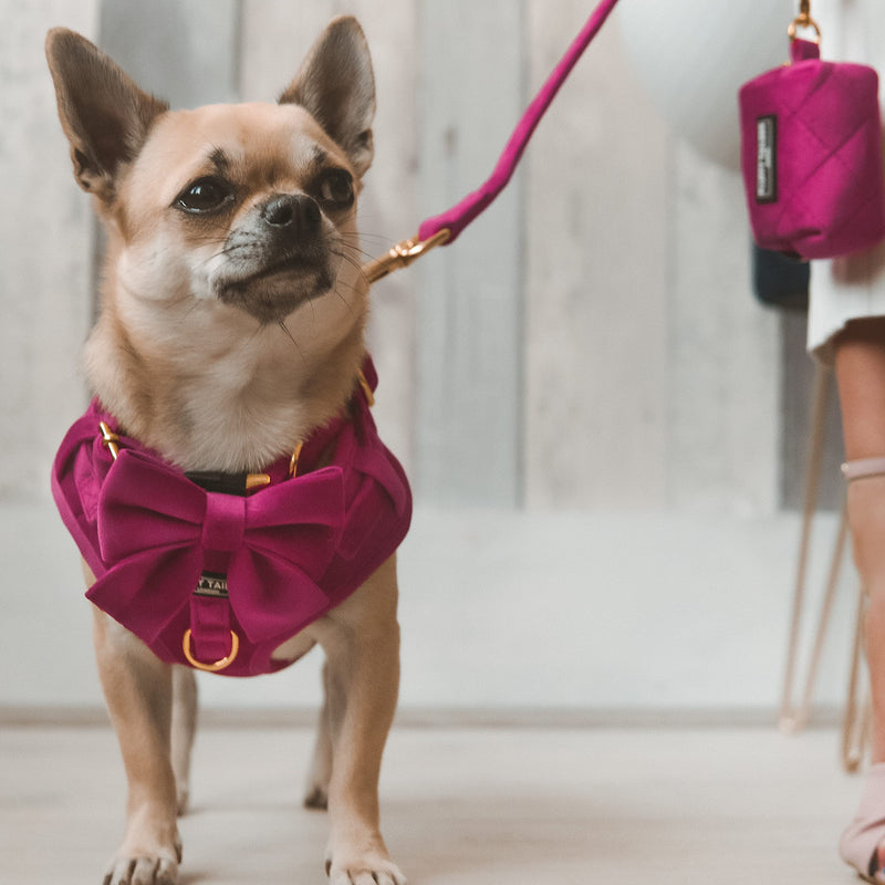 Pretty in Pink Velvet Adjustable Dog Collar With Detachable Backed Bow Tie(Extra Small) Extra Small - PawsPlanet Australia