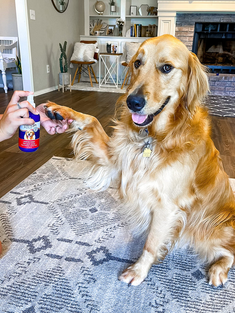 Vetericyn Plus Hot Spot Spray for Dogs Skin Sores and Irritations | Itch Relief for Dogs and Prevents Chewing and Licking at Skin, Safe for All Animals. 8 Ounces 8-Ounce - PawsPlanet Australia