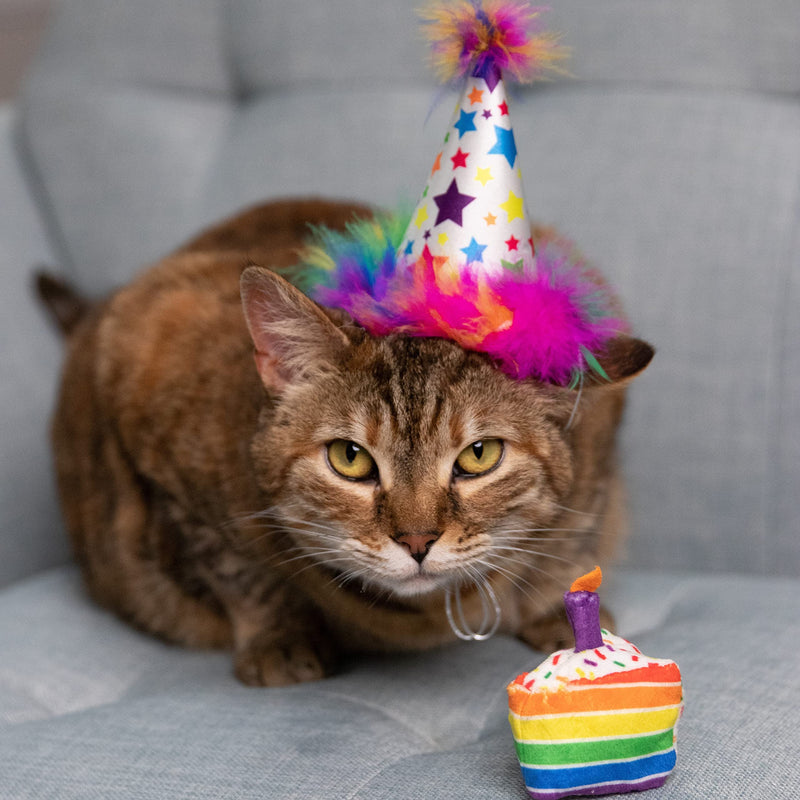 Huxley & Kent Pet Party Hat | Superstar (Large) | Birthday Hat for Dogs and Cats | Adjustable Strap for Comfort and Stability | Perfect for Birthday Party, Adoption Celebration or Gotcha Day Large - PawsPlanet Australia