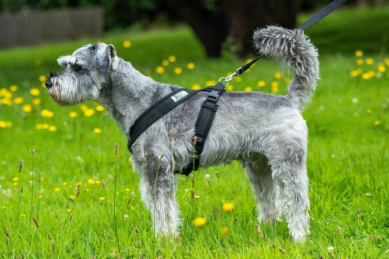 Airmesh Medium Dog Harness - Lightweight, Breathable & Adjustable - Two Lead Attachment Points - Practical Dog Training & Behaviour Aid - Made in Britain - Black - PawsPlanet Australia
