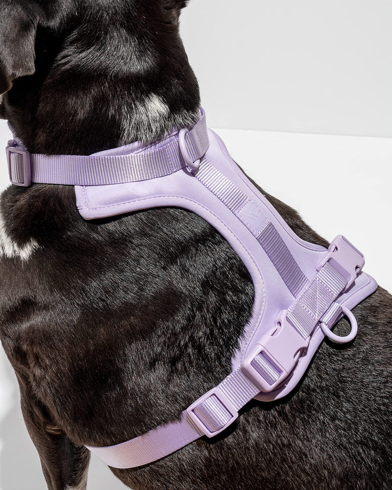 Wild One Harness 2.0 - Extra Small - Lilac - PawsPlanet Australia