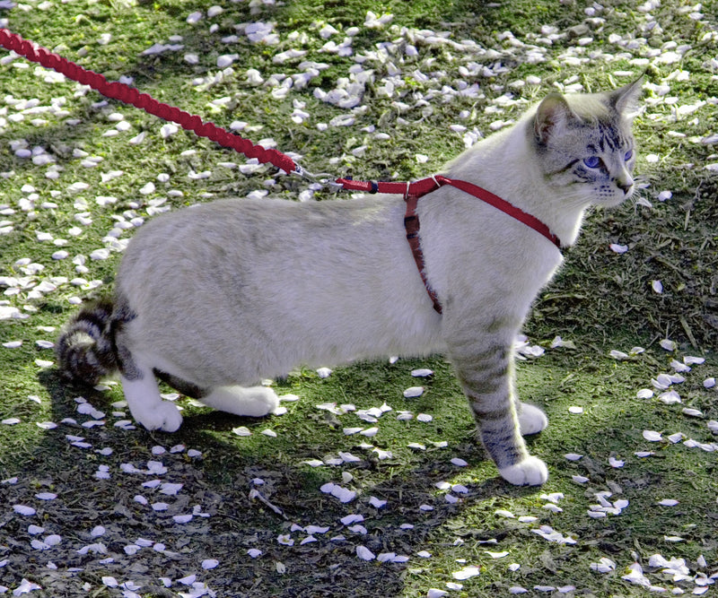 PetSafe Come with Me Kitty Cat Harness & Bungee Leash - Comfortable No-Choke Harness with Lightweight Bungee Leash for Outdoor Fun - Escape Free Pulling Prevention - Large - Red Large (Pack of 1) - PawsPlanet Australia