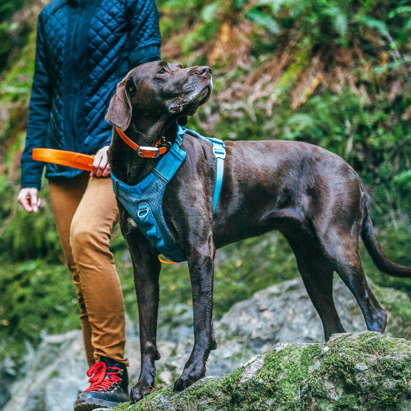 Kurgo Journey Air Dog Harness - Secure Fit for Active Dogs - Padded Chest - Lightweight Ripstop Fabric - Breathable Mesh - Reflective Trim - Back Assist Handle - Red - Large - PawsPlanet Australia