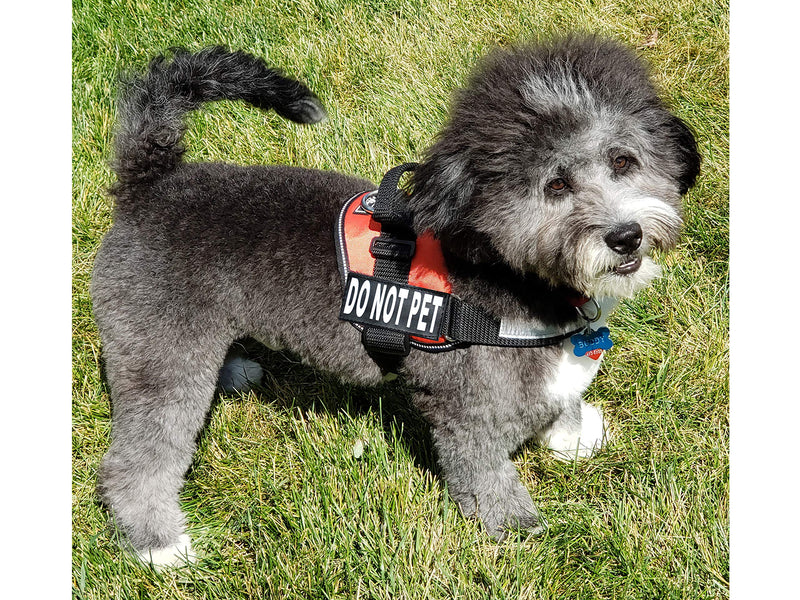 DO NOT PET Dog Vest Harness with Removable Patches and Reflective Trim. Comes with 2 DO NOT PET Reflective Removable Patches. Please Measure Dogs Girth Before Purchase Girth 24-31" Red - PawsPlanet Australia