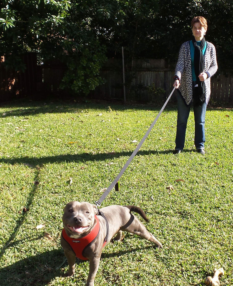 Dog Leash 6ft Long,Traffic Padded Two Handle,Heavy Duty,Reflective Double Handles Lead for Control Safety Training,Leashes for Large Dogs or Medium Dogs,Dual Handles Leads(Black) Black-Green - PawsPlanet Australia