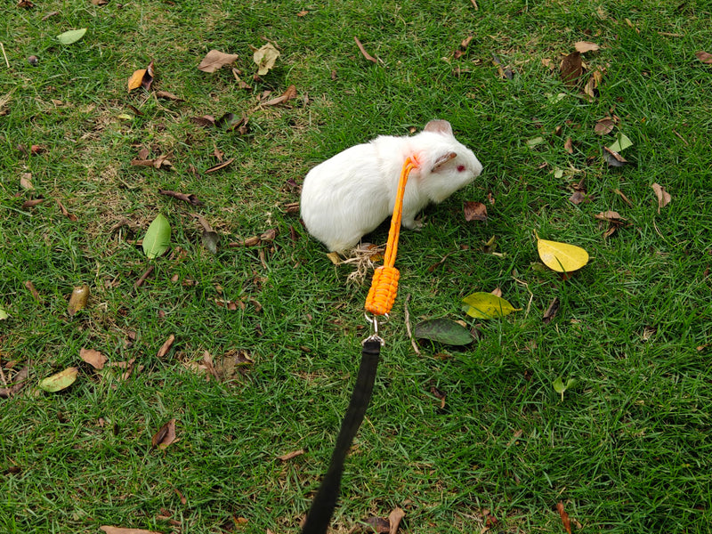 Handmade Figure 8 Harness and Leash for Rabbits/Bunnies/Ferrets/Bearded Dragons/Guinea Pigs/Rats/Chinchillas/Birds/Squirrels/Small Animals.Pack of 2 - PawsPlanet Australia
