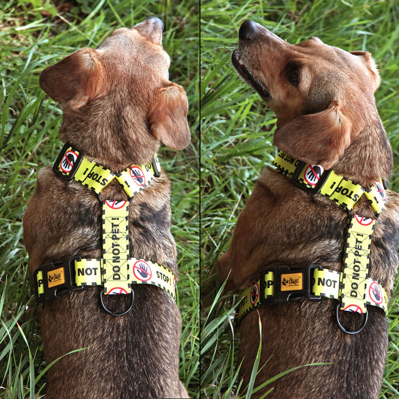 Dingo DO NOT PET Guard Harness Adjustable Safe Control Caring for Special Dog Needs Black/Yellow Size L 95378 YELLOW - PawsPlanet Australia