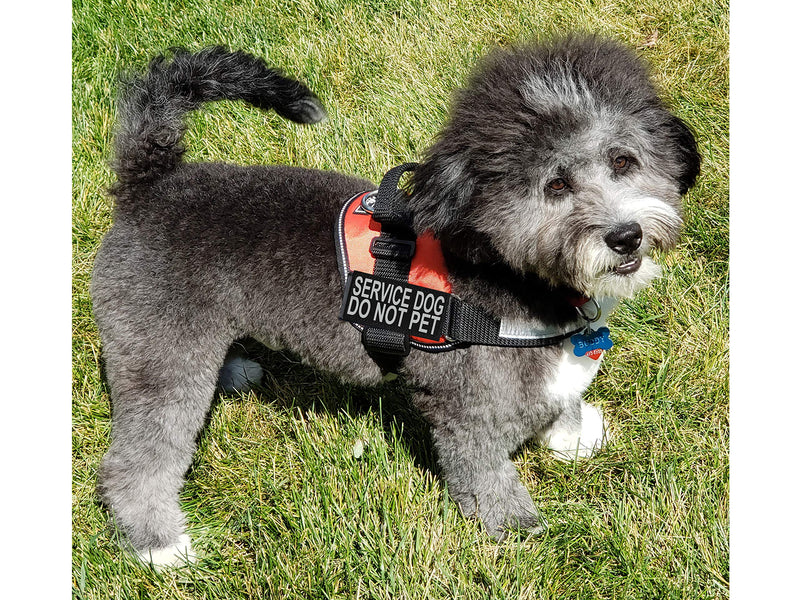 Doggie Stylz Service Dog Harness Vest Comes with 2 Reflective Service Dog DO NOT PET Removable Patches. Please Measure Dog Before Ordering (Girth 28-38", Red) Girth 28-38" - PawsPlanet Australia