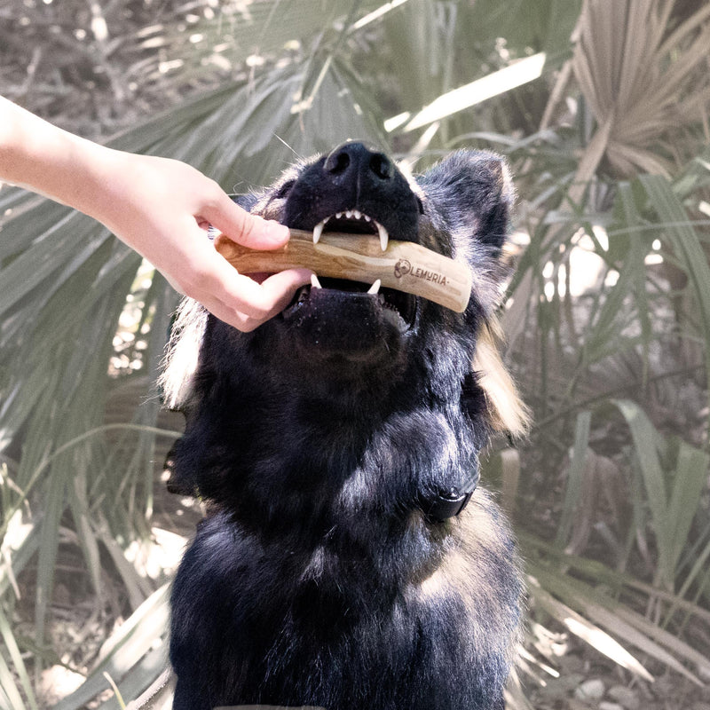 LEMURIA Coffee Wood Dog Chew Stick Toy, Natural Durable Real Wooden Bone Sticks for Dogs, Safe Dental Cleaning Chews for Teething Puppy, Stress Relief Toys for Large Dogs (Large) - PawsPlanet Australia