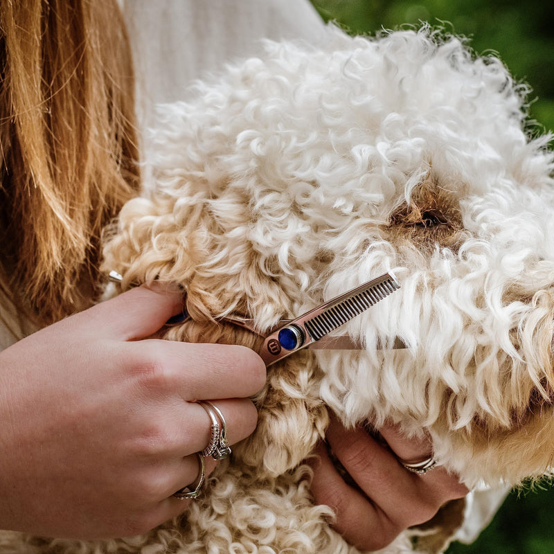 Mikki Doodle, Dog, Puppy Face & Paw Thinning Scissors, Sharp & Durable Semi-Convex Blade, V-Shaped Teeth, Blunted Safety Tips, Adjustable Tension Screw for Control and Precision, 12.7cm (5”) - PawsPlanet Australia