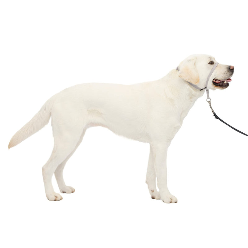 PetSafe Gentle Leader Headcollar - No-Pull Dog Collar for Better Walks - Adjustable for Snout-Specific Fit - Comfortable Head Harness - Large - Silver - PawsPlanet Australia